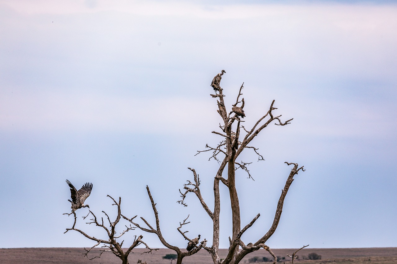Birds Vultures Avian - Free photo on Pixabay