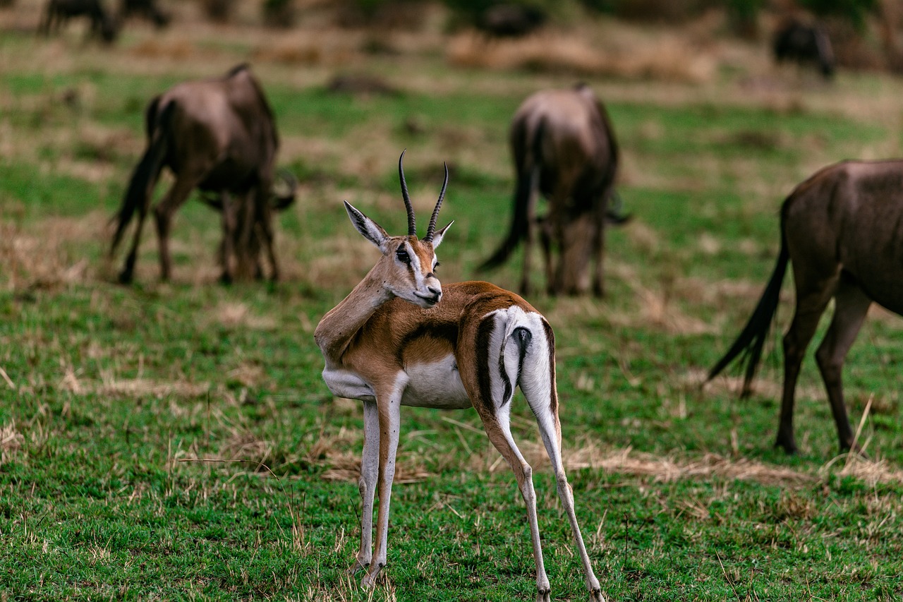 Large Ruminant Hd Buck Ruminant Mammal - Free photo on Pixabay - Pixabay