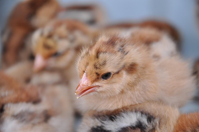 Free Chicks Poultry photo and picture