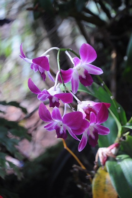Free Flower Orchid photo and picture