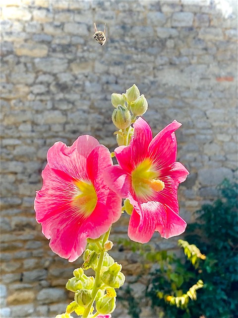 Flor, Natureza, Rosa, Fúcsia, Amarelo