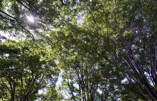 Free Forest Green photo and picture