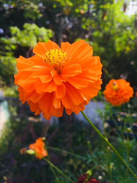 Free Flower Blossom photo and picture