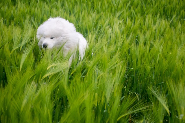 Free Samoyed Dog photo and picture