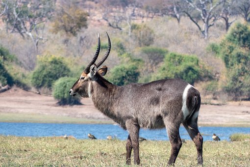 Free Antelope Botswana photo and picture
