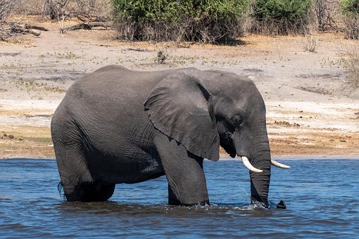Free Elephant Animal photo and picture