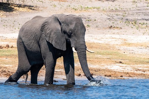 Free Elephant Animal photo and picture