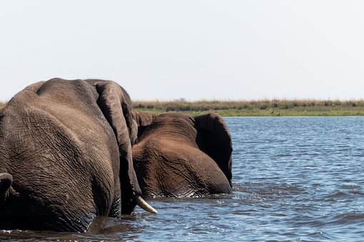 Free Elephants Animals photo and picture