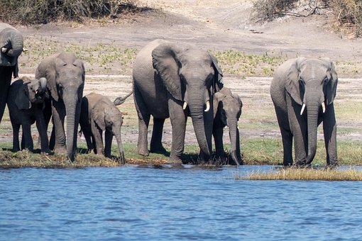 Free Elephants Animals photo and picture