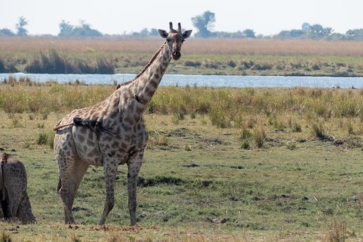 Free Giraffe Safari photo and picture