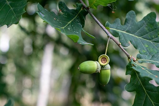 Free Acorn Oak Tree photo and picture