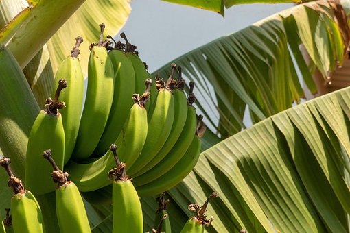 Free Bananas Fruits photo and picture