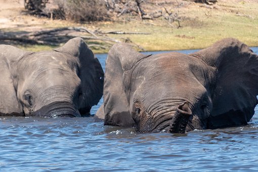 Free Elephants Animals photo and picture