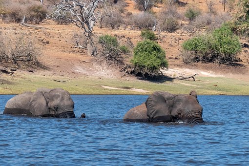 Free Elephants Animals photo and picture