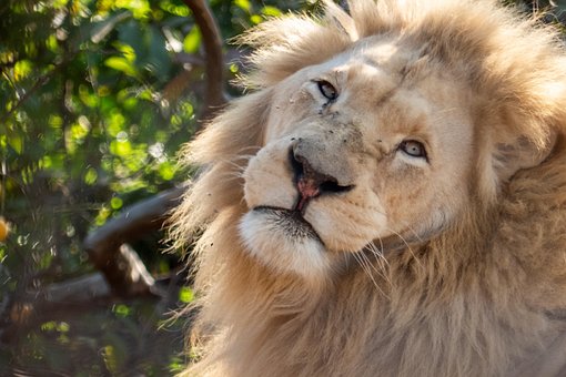 Free Lion Zoo photo and picture