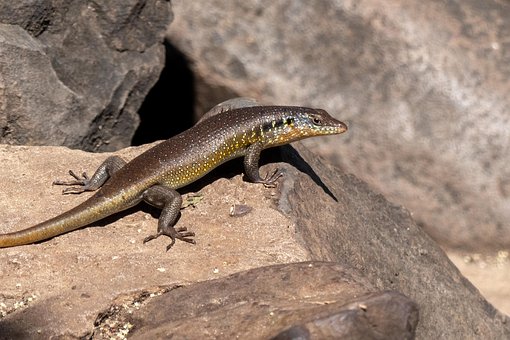 Free Lizard Africa photo and picture