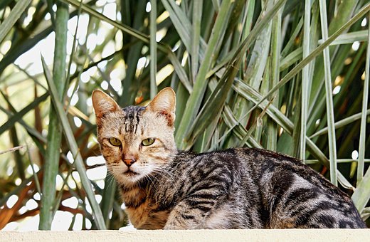 Free Cat Pet photo and picture