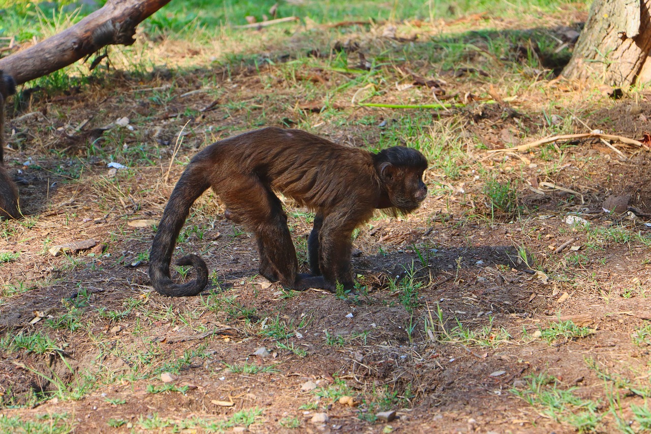 Primata Parque Jardim Zoológico - Foto gratuita no Pixabay - Pixabay