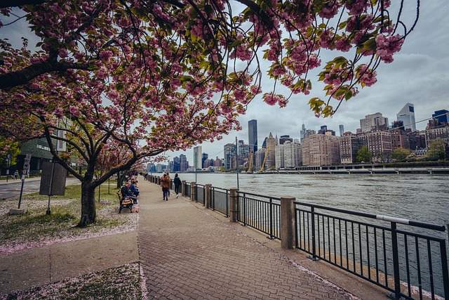 New York, Promenáda, Třešňové Květy