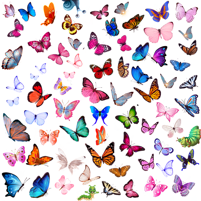 Free butterflies insects nature illustration