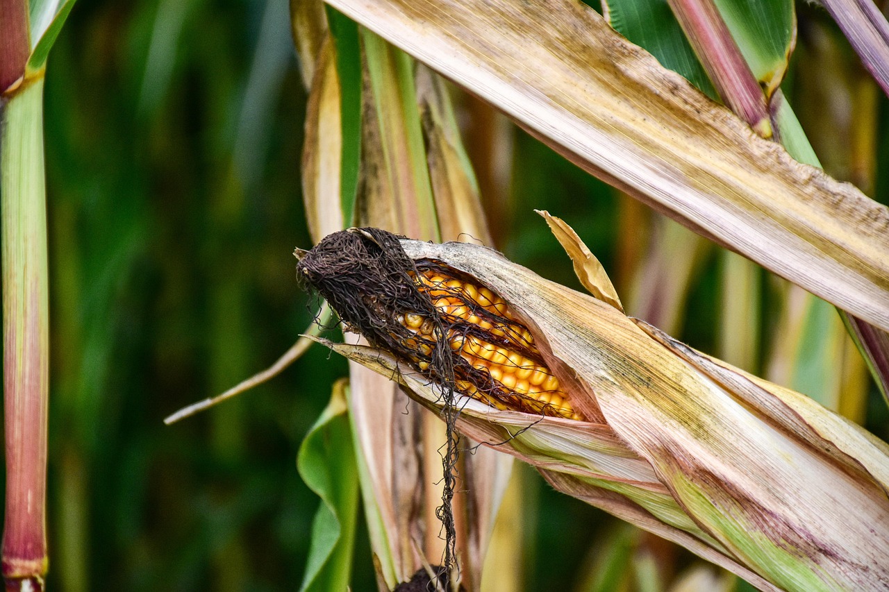 Corn - free online jigsaw puzzle photo