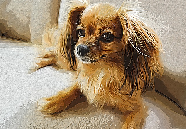 Free dog papillon continental toy spaniel illustration