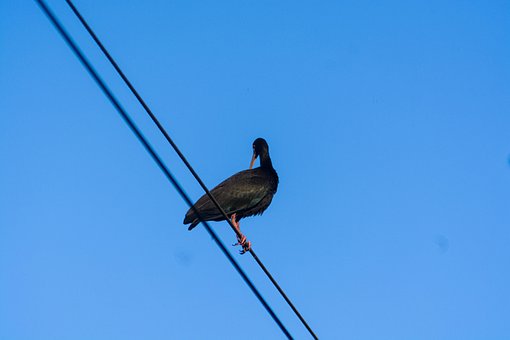 Free Animal Nature photo and picture