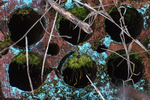 Free Brick Moss photo and picture