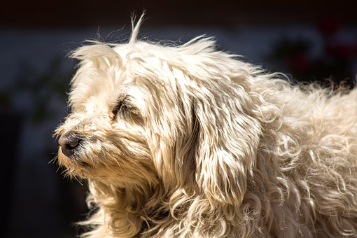 Free Dog Canine photo and picture