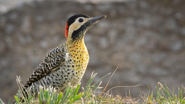 Free Woodpecker Bird photo and picture