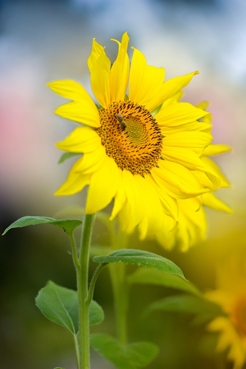 Sunflower Flower Yellow - Free photo on Pixabay - Pixabay