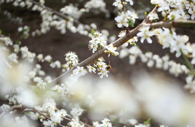 Blomster, Blomst Tapet, Forår, Natur