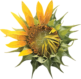 Flor Do Sol, Sol, Flor, Natureza, Flora