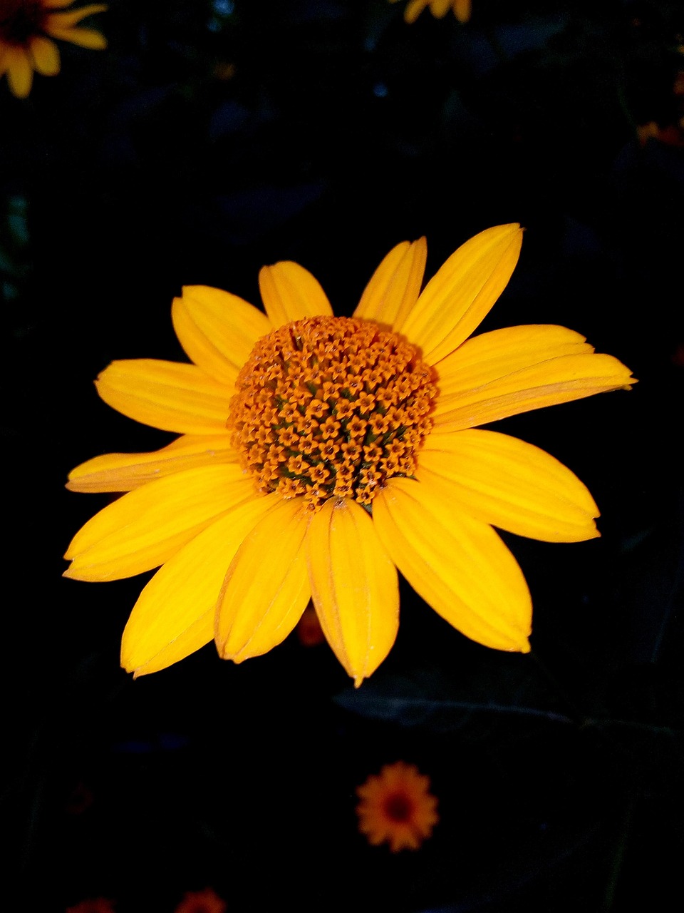 Flower Head Nature Free photo on Pixabay Pixabay