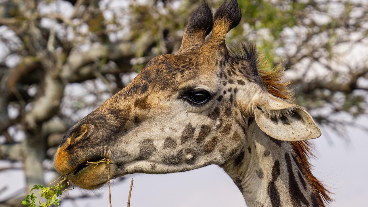 Żyrafa Zwierzę Tanzania - Darmowe zdjęcie na Pixabay - Pixabay