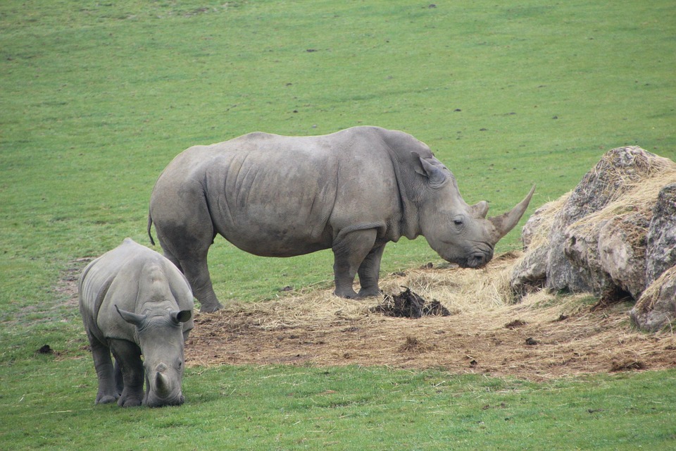 Nashorn Tiere Safari - Kostenloses Foto auf Pixabay