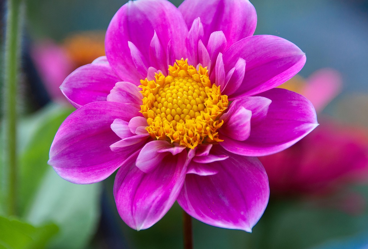 pinke-blumen