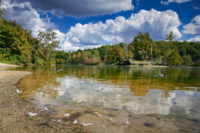 Estanque, Lago, Bosque, Árboles, Otoño