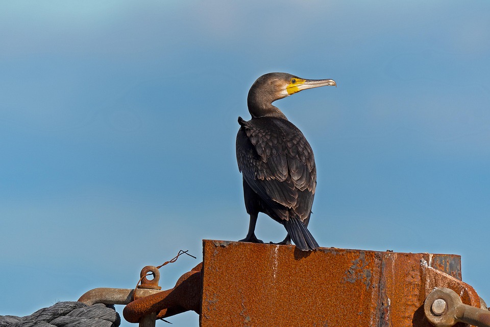 鵜 水鳥 鳥 - Pixabayの無料写真 - Pixabay