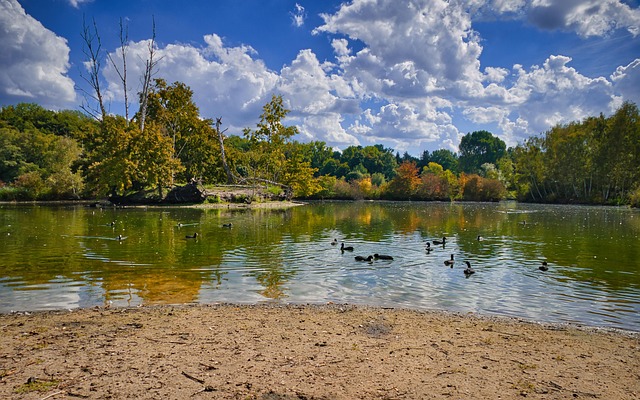 Estanque, Lago, Bosque, Árboles, Otoño