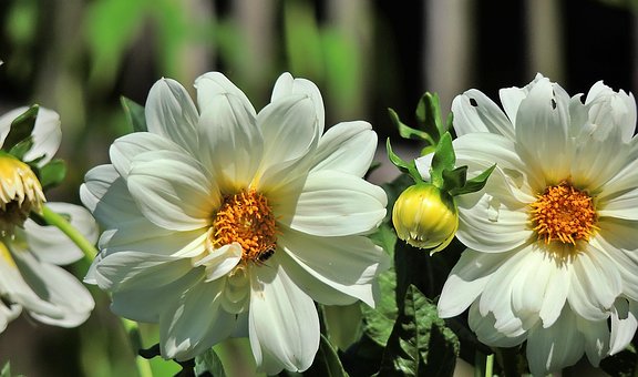 Saison, Blumen, Natur, Garten