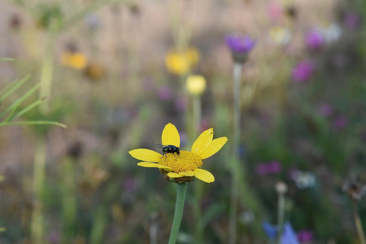 Yellow Flower Pollination Fly Free photo on Pixabay Pixabay