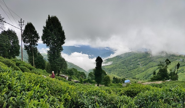 Darjeeling, Indien, Rejse, Smuk