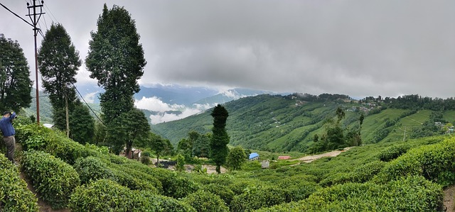 Rejse, Ferie, Darjeeling, Te, Plantage