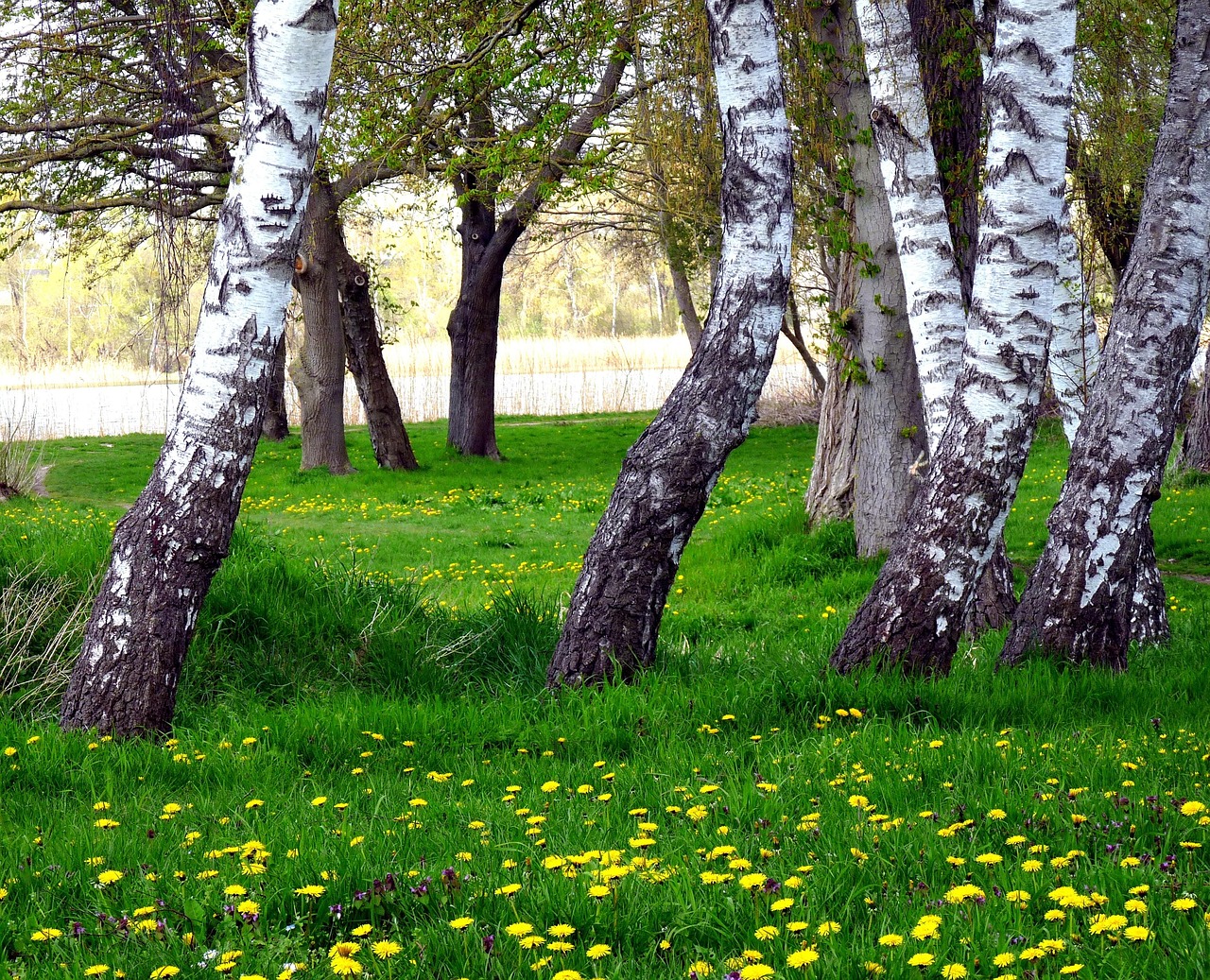 Bäume Birken Blumen - Kostenloses Foto auf Pixabay - Pixabay