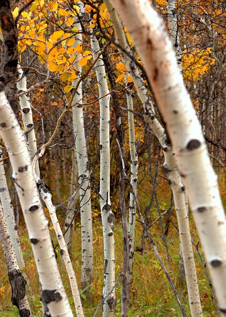 Free Fall Forest photo and picture