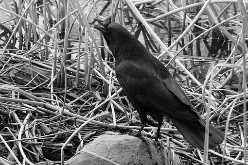 Free Bird Animal photo and picture