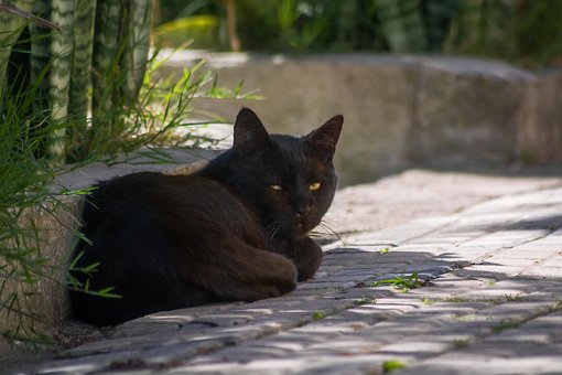 Free Cat Animal photo and picture