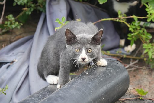 Gato, Animales Salvajes, Animal, Playa