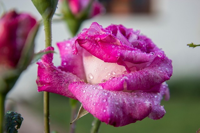 Free Flower Rose photo and picture